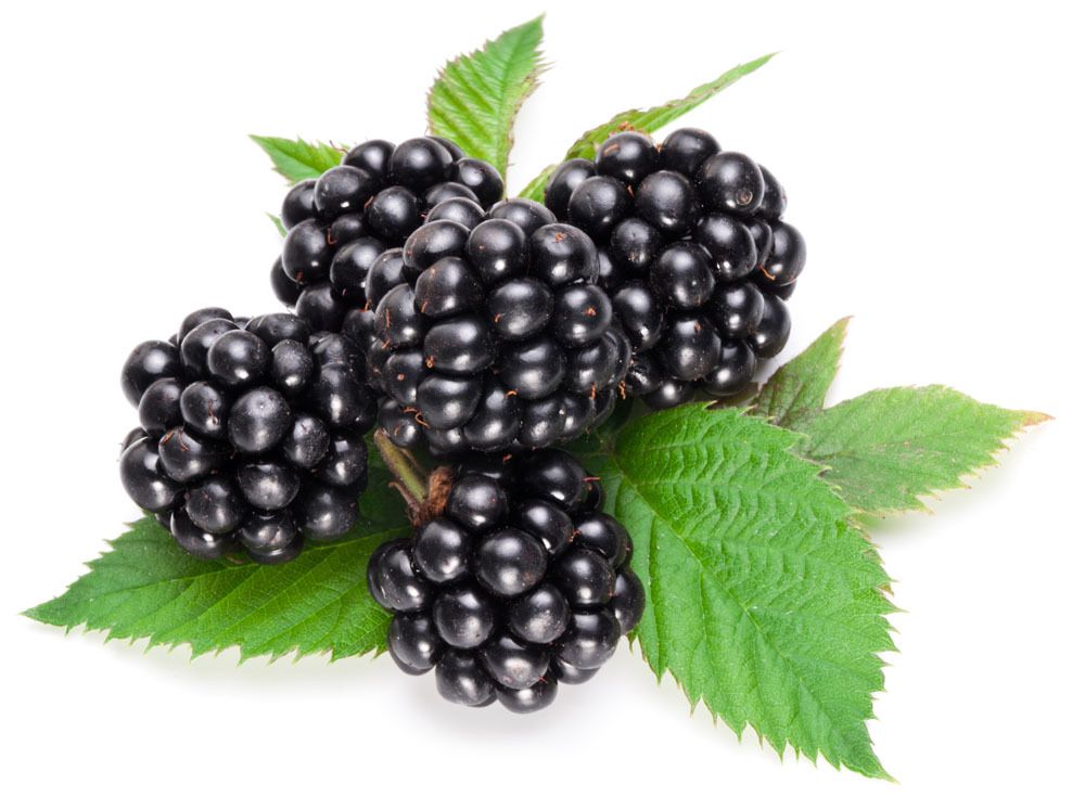 100 Blackberry Seeds Organic Seeds S010 eBay